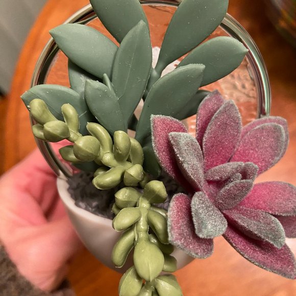 NWT Scent Control Succulent Wallflower Plug Bath and Body Works + Free Scent - Picture 7 of 9